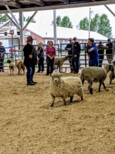 Sheep show in Manistique